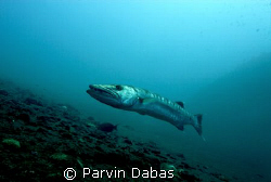 barracuda off the tulamben liberty wreck,bali,indonesia by Parvin Dabas 
